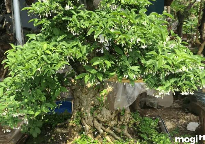 Cắt tỉa cành nhánh giúp cây mai chiếu thủy có dáng đẹp và phát triển khỏe mạnh.