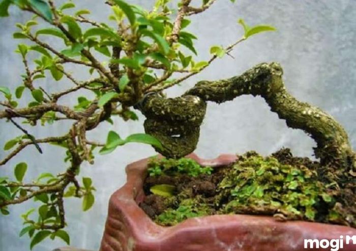 Đặc điểm Mai Chiếu Thủy Lá Tứ