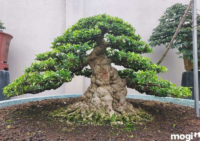 Hoa mai chiếu thủy thường được trưng bày cả trong không gian nội thất lẫn ngoại thất