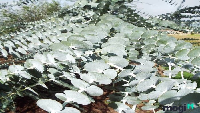 cây khuynh diệp