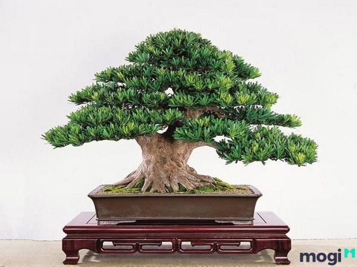 Tuyền Trung Thuỷ