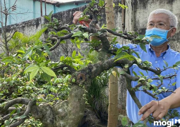 Việc cắt tỉa định kỳ giúp cây mai chiếu thủy phát triển đều và vào khuôn chuẩn.