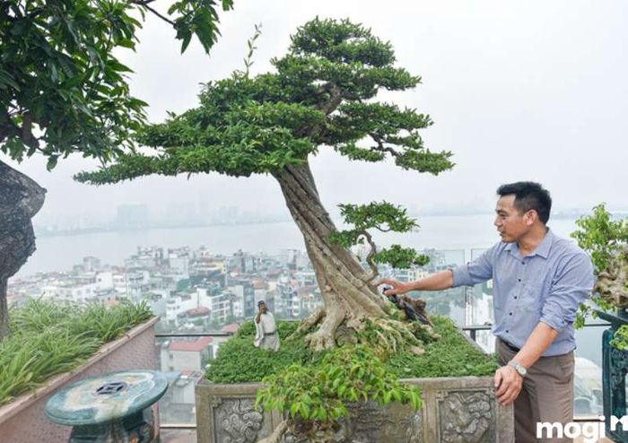 Phát hiện và ngăn ngừa sâu bệnh là yếu tố quan trọng để giữ hoa mai chiếu thủy luôn khỏe mạnh và đẹp.
