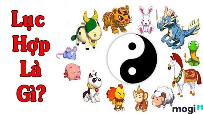 Lục hợp là gì?