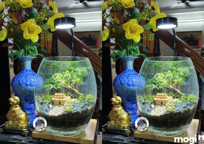 Mai chiếu thủy được sử dụng làm cây cảnh trong nhà