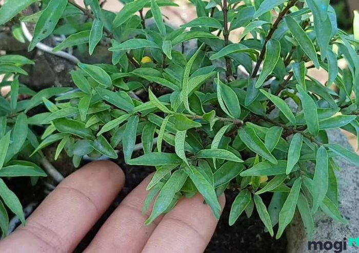 Hoa Mai Chiếu Thủy Lá Tứ
