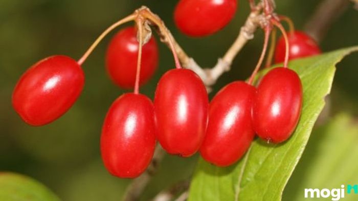 Tết Trùng Cửu
