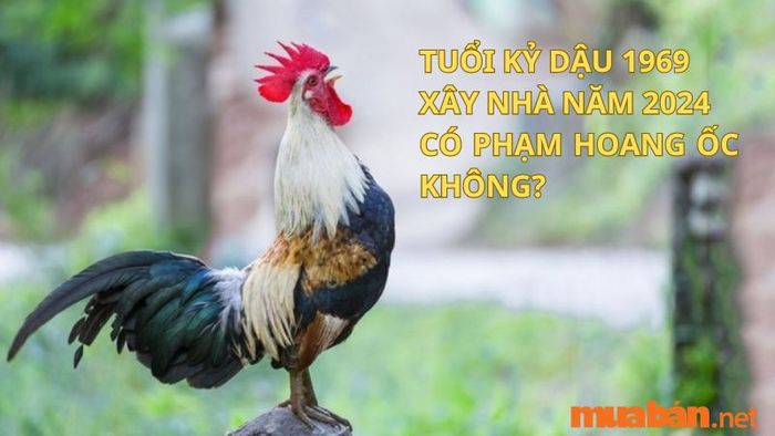 Liệu tuổi Kỷ Dậu 1969 xây nhà vào năm 2024 có phạm phải hạn Hoang Ốc không?