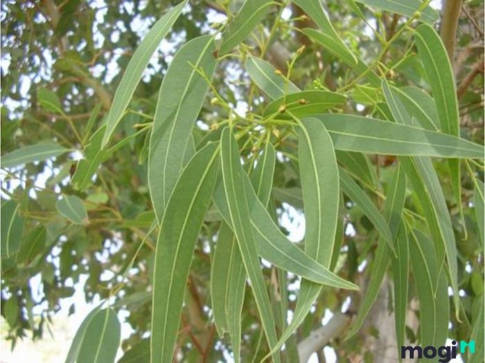 cây khuynh diệp