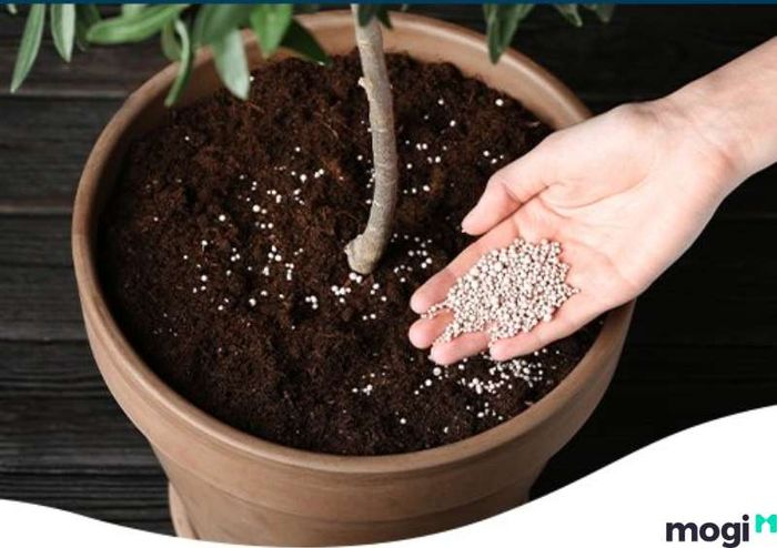 Mai chiếu thủy cần được cung cấp một lượng phân bón hợp lý