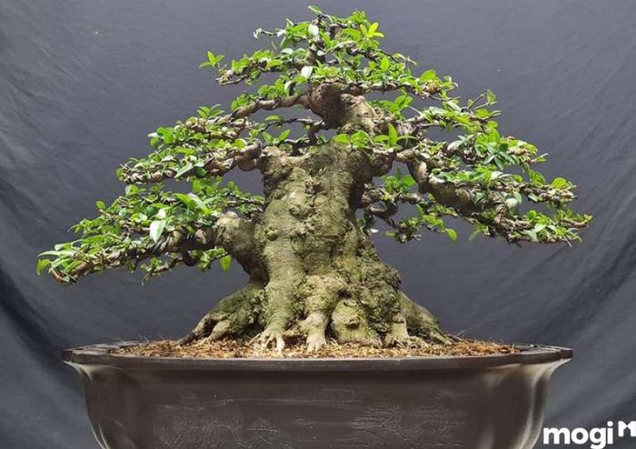 Mai chiếu thủy là cây có khả năng chống sâu bệnh tốt, nhưng vẫn cần chú ý trong mùa mưa.