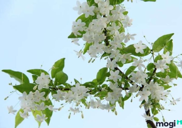 Đặc Điểm Hoa Của Mai Chiếu Thủy
