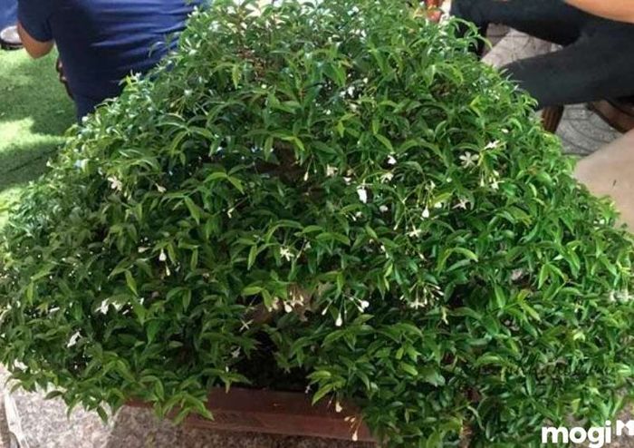 Hoa Mai Chiếu Thủy Lá Nhỏ