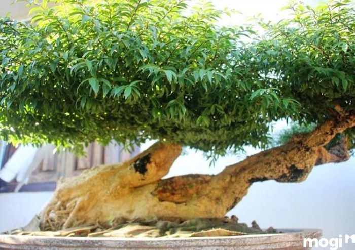 Mai Chiếu Thủy Lá Kim Giòn