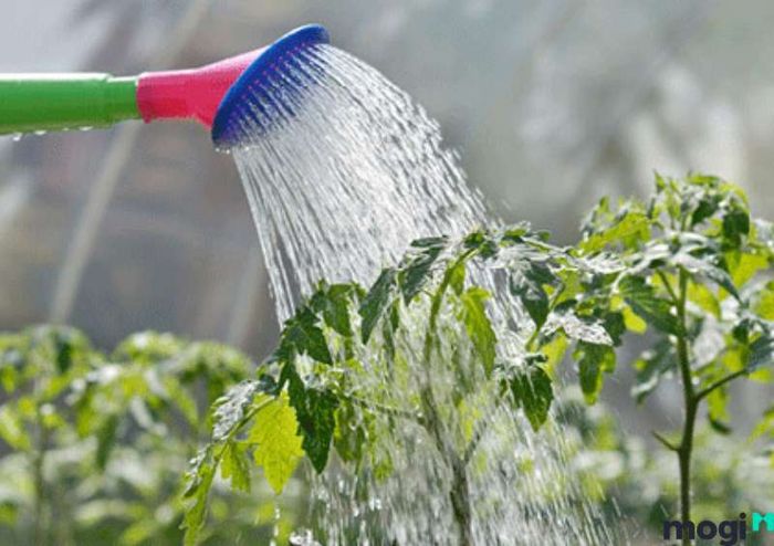 Hoa mai chiếu thủy rất dễ chết nếu bị ngập úng nước