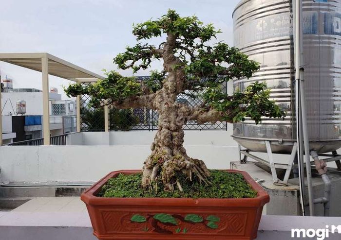 Hoa Mai Chiếu Thủy Nu Gò Công