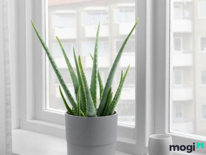Đặc Điểm Của Cây Nha Đam
