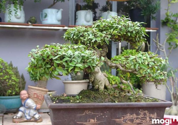 Hoa Mai Chiếu Thủy Lá Trung