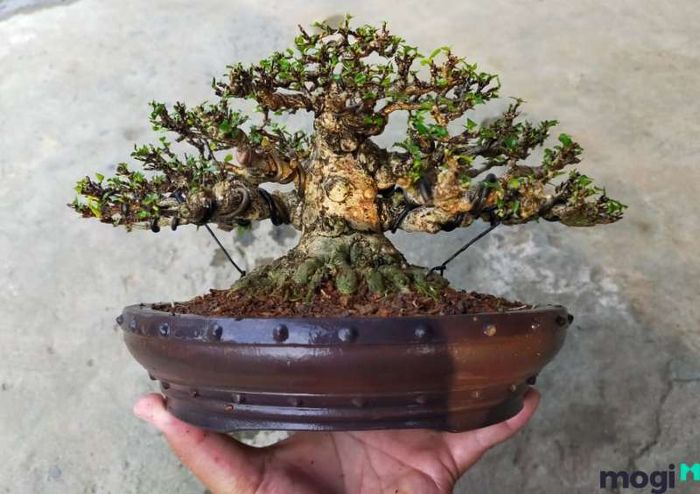 Mai chiếu thủy hợp với mệnh gì và tuổi nào