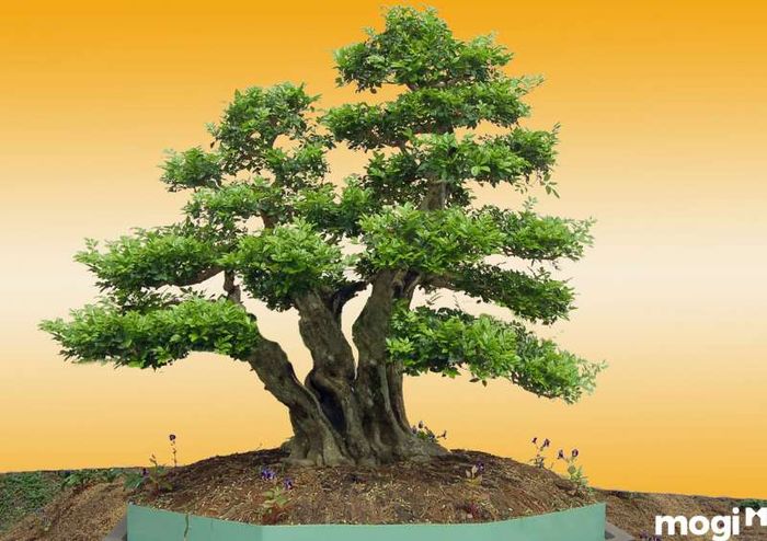 Hoa Mai Chiếu Thủy Lá Lớn