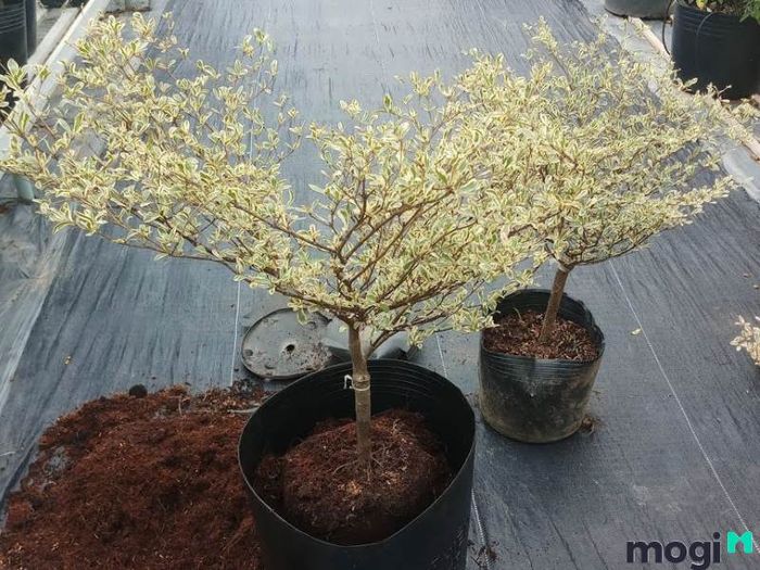 Cây bàng cẩm thạch