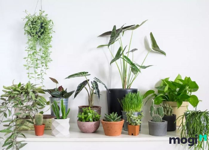 Mỗi mệnh phù hợp với một số loại cây cảnh phong thủy nhất định