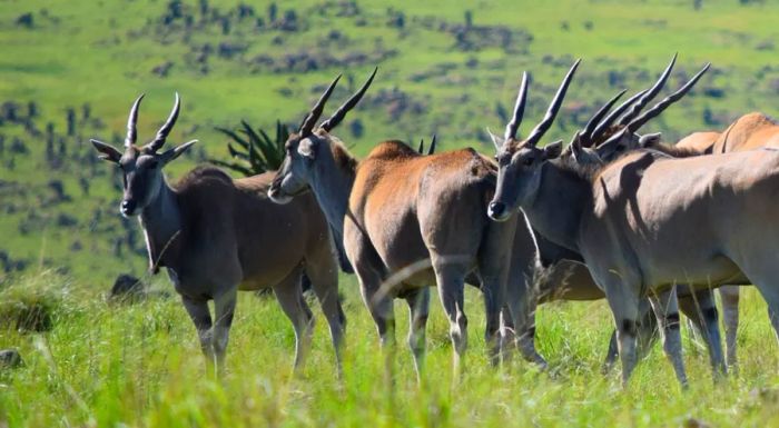 A herd of elands grazing within the Babanango Game Reserve.