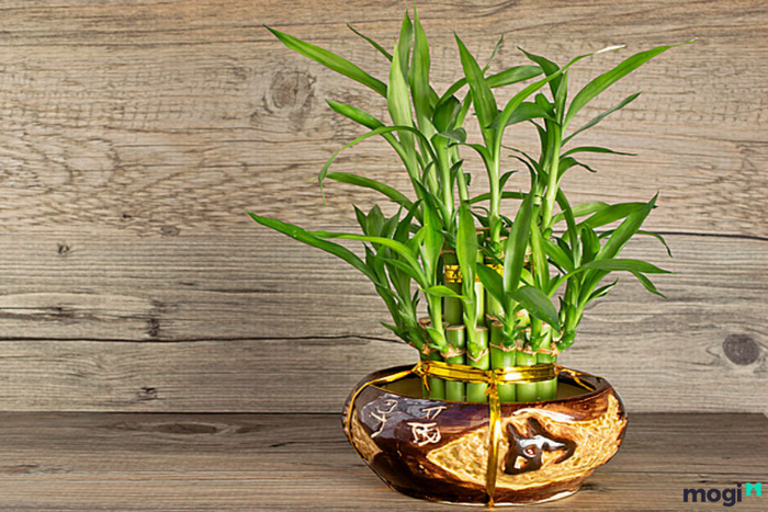Phong thủy tuổi Mùi 2