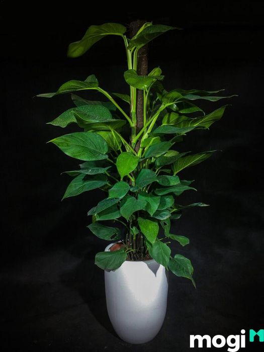 Phòng ngừa sâu bệnh giúp cây trầu bà phát triển khỏe mạnh và tươi tốt.