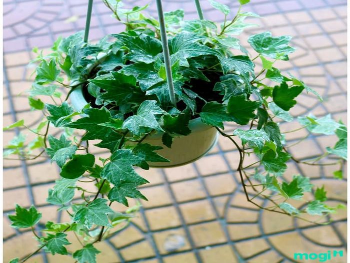 Cây thường xuân là một loại cây leo lâu năm, nổi bật với khả năng sinh trưởng mạnh mẽ. Với những lá xanh mướt và sức sống bền bỉ, cây thường xuân thường được trồng để tạo không gian xanh mát và thoáng đãng.