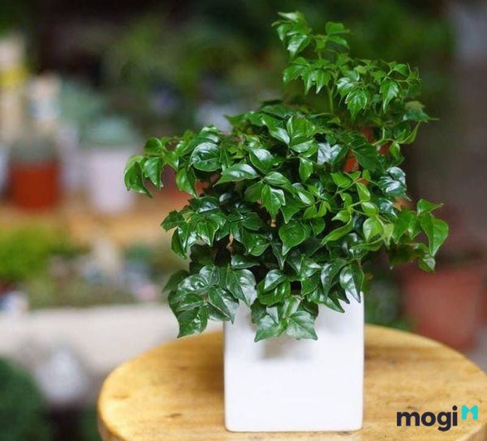 Cây hạnh phúc phù hợp với mệnh nào?
