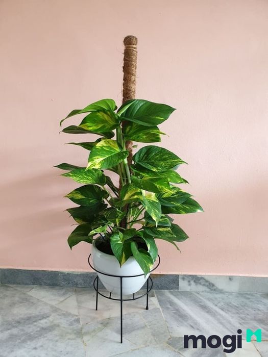 Hướng dẫn trồng cây trầu bà leo