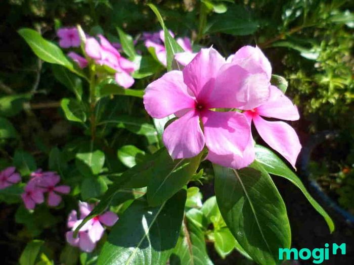 Hoa dừa cạn - Màu sắc rực rỡ và thu hút