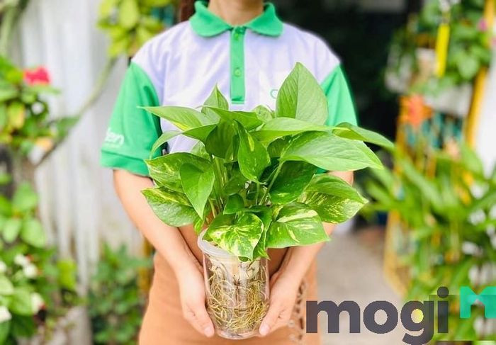 Cây trầu bà có khả năng loại bỏ các khí thải độc hại từ xăng xe, khói thuốc, và nhiều yếu tố ô nhiễm khác trong không khí.