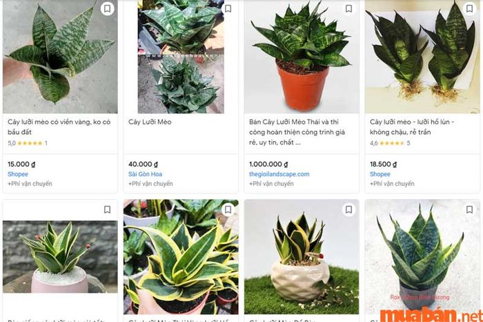Mức giá của cây lưỡi mèo thay đổi tùy thuộc vào từng loại giống cây.