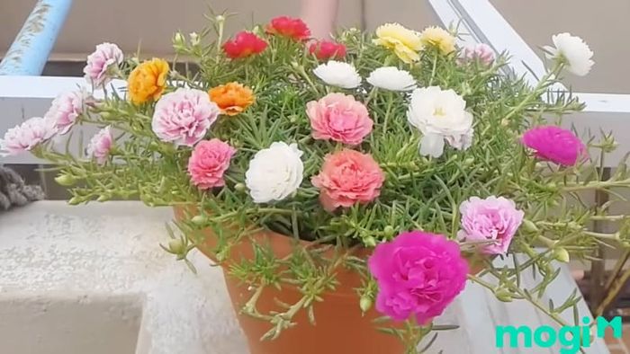 Hoa mười giờ Mỹ – Loài hoa rực rỡ và lâu tàn