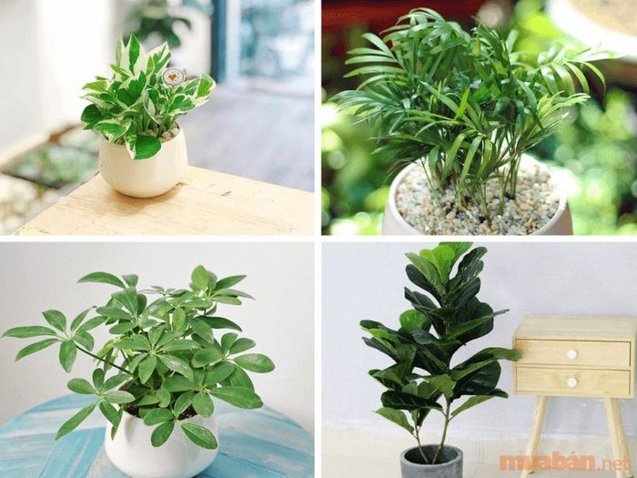 Người tuổi Mão mệnh Mộc nên chọn cây Kim Ngân, Trầu Bà, Trường Sinh để thu hút tài lộc và may mắn.