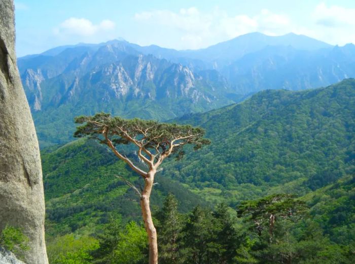 Though Seoraksan may not be the tallest or the most visually striking mountain in South Korea, it holds a special place in the hearts of many.