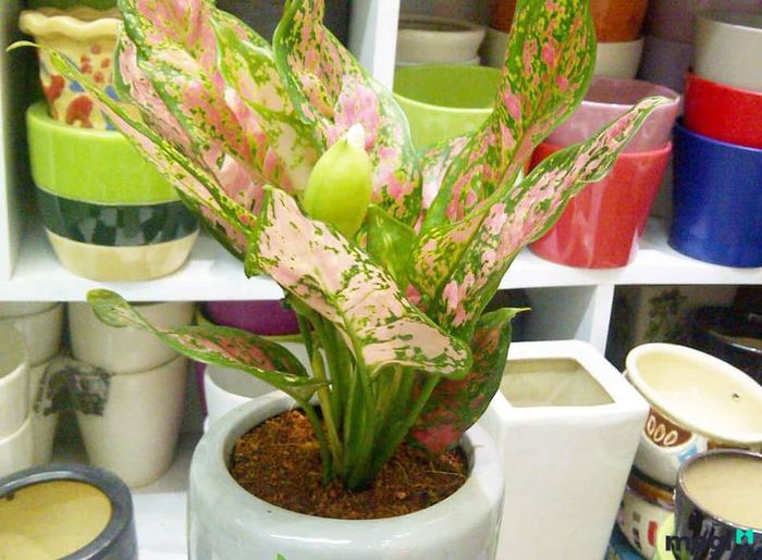 Phong thủy cho người tuổi Mùi - Phần 5