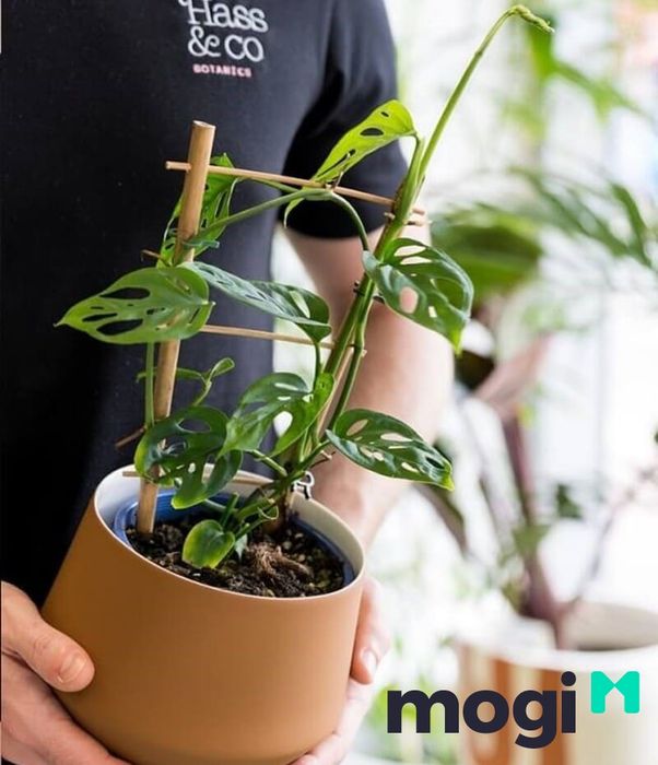 Điều kiện đất trồng đóng vai trò quan trọng đối với sự phát triển của cây trầu bà.