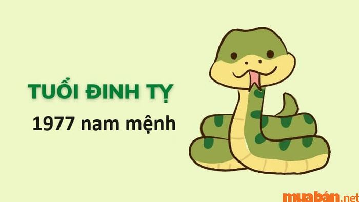 Tử vi Đinh Tỵ 1977 nam mạng năm 2024 theo từng tháng