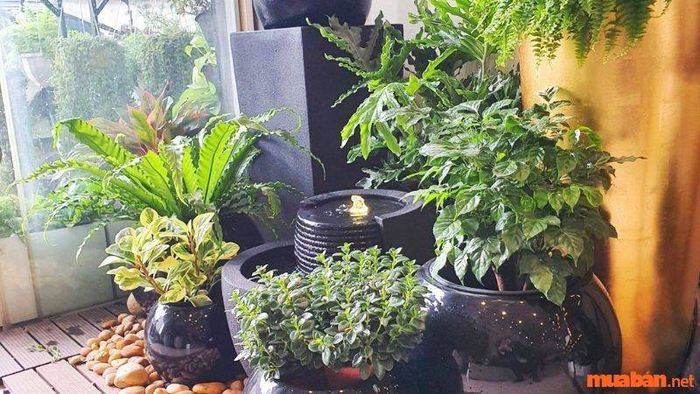 Lưu ý khi chọn cây phong thủy cho người mệnh Thổ