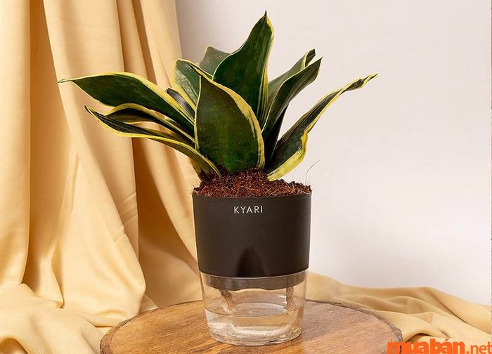 Cây lưỡi mèo có thể trồng cả trong đất hoặc trong môi trường thủy canh