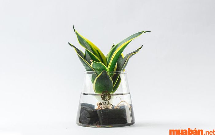 Cây lưỡi mèo thủy sinh phù hợp với người mệnh Thủy