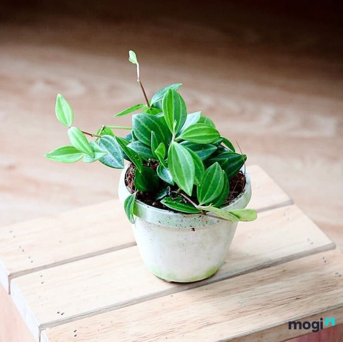Công dụng của cây bình an