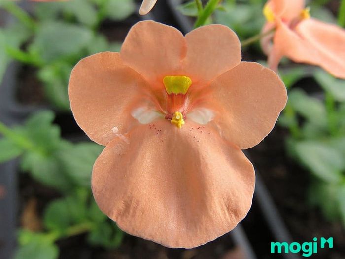 Hoa Diascia là loài cây lâu năm ngắn ngày, thường được trồng hàng năm, nở hoa đẹp từ mùa xuân đến mùa thu. Cây phát triển mạnh mẽ khi được trồng ở những vùng có khí hậu ẩm ướt, như tại Việt Nam. Hoa Diascia thường được trồng trong giỏ treo để trang trí ban công nhờ vào màu sắc rực rỡ và kích thước nhỏ gọn, những chùm hoa mọc dày đặc tạo nên vẻ đẹp đặc biệt.