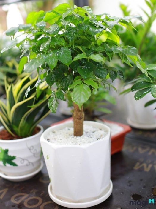 Cây hạnh phúc mang đến ý nghĩa về tài lộc, sự may mắn và hạnh phúc cho tình yêu đôi lứa.