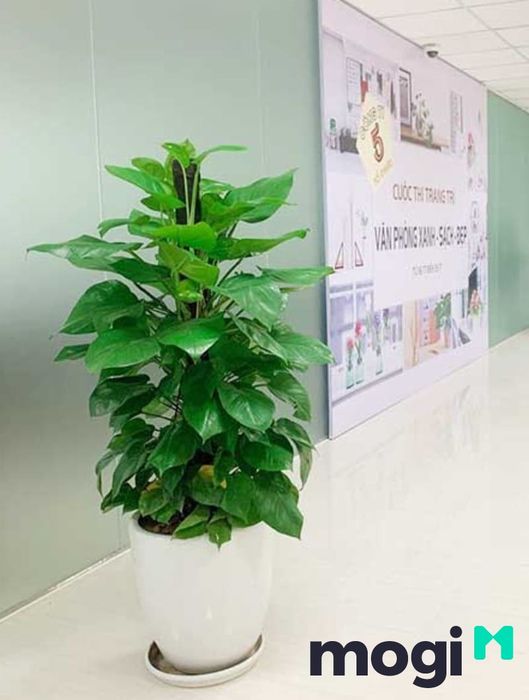 Lựa chọn vị trí thích hợp để đặt cây trầu bà rất quan trọng.