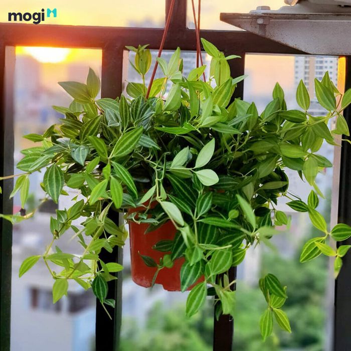 Cây có giá trị thẩm mỹ rất cao
