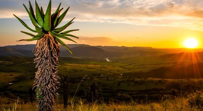 An aloe marlothii tree stands outlined against the glowing sunset.